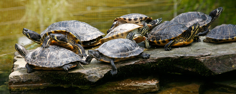Mehrere Schildkröten auf einem Stein